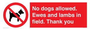 PV7264: No dogs allowed. Ewes and lambs in field. Thank you