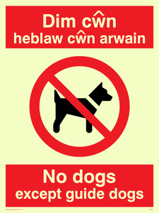 PV917: Dim cwn heb law cwn arwain
