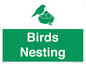 SV16926: Birds Nesting
