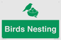 SV16926: Birds Nesting