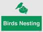 SV16926: Birds Nesting