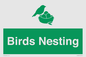 SV16926: Birds Nesting
