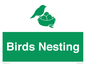 SV16926: Birds Nesting