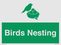SV16926: Birds Nesting