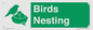 SV16926: Birds Nesting