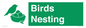SV16926: Birds Nesting