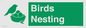 SV16926: Birds Nesting