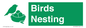 SV16926: Birds Nesting