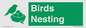 SV16926: Birds Nesting