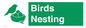 SV16926: Birds Nesting
