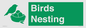 SV16926: Birds Nesting