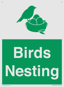 SV16926: Birds Nesting