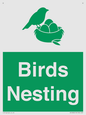 SV16926: Birds Nesting