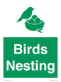 SV16926: Birds Nesting