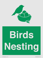 SV16926: Birds Nesting