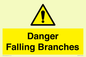 WV10531: Danger Falling Branches