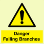 WV10531: Danger Falling Branches