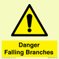 WV10531: Danger Falling Branches