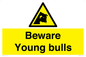 WV12047: Beware Young bulls