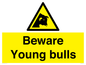 WV12047: Beware Young bulls