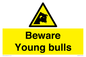 WV12047: Beware Young bulls