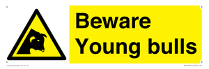 WV12047: Beware Young bulls