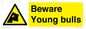 WV12047: Beware Young bulls