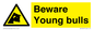 WV12047: Beware Young bulls