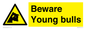 WV12047: Beware Young bulls