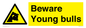 WV12047: Beware Young bulls