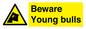 WV12047: Beware Young bulls