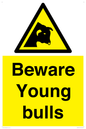 WV12047: Beware Young bulls