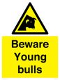 WV12047: Beware Young bulls