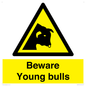 WV12047: Beware Young bulls