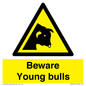 WV12047: Beware Young bulls