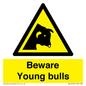 WV12047: Beware Young bulls