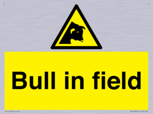 WV12048: Bull in field