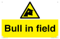WV12048: Bull in field