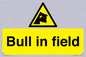 WV12048: Bull in field