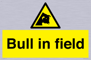 WV12048: Bull in field