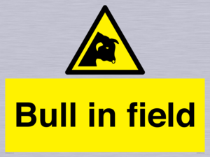WV12048: Bull in field