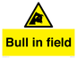 WV12048: Bull in field