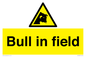 WV12048: Bull in field
