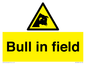 WV12048: Bull in field