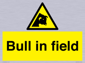 WV12048: Bull in field