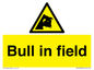 WV12048: Bull in field