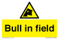 WV12048: Bull in field