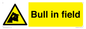 WV12048: Bull in field