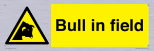 WV12048: Bull in field