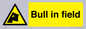 WV12048: Bull in field